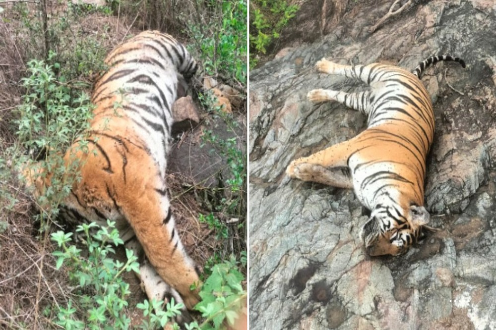कर्नाटकमध्ये विषबाधेने पाच वाघांचा मृत्यू; वन विभागाचा तपास सुरू 